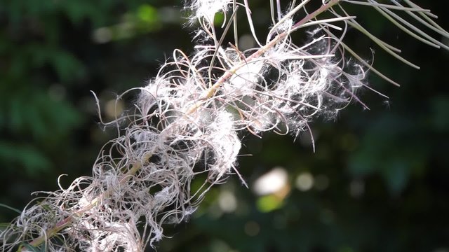 Schmalbl&auml;ttriges Weidenr&ouml;schen (Epilobium angustifolium) 