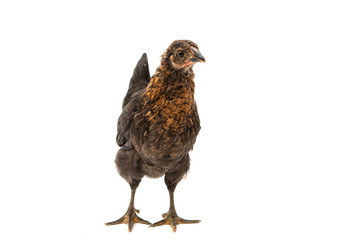 chickens