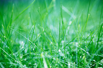 grass at the park