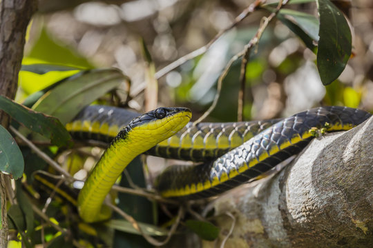 An adult Australian tree snake (Dendrelaphis punctulata), on the banks of the Daintree River, Daintree rain forest, Queensland