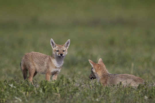 Serengeti jackal (golden jackal) (Canis aureus bea) pups, Ngorongoro Crater, Tanzania 