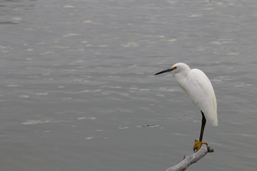 The Snowy Egret on the Water at Malibu Beach in August