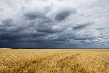 field and storm 