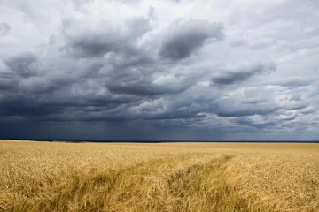 Photo sur Aluminium Campagne field and storm 