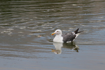 The California Gull on the Water at Malibu Beach in August