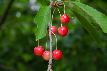 Red ripe cherry berries