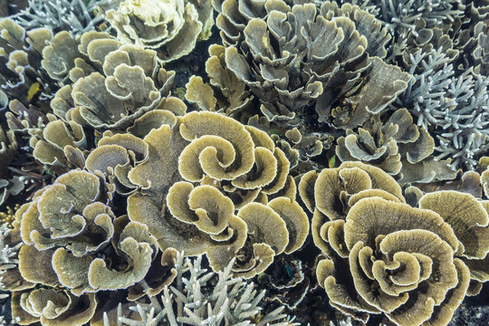 A profusion of hard and soft coral underwater on Siaba Kecil, Komodo Island National Park, Indonesia