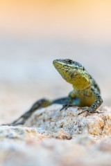 The common wall lizard - Podarcis muralis