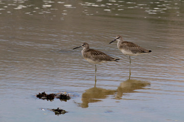 The Willet on the Water at Malibu Beach in August
