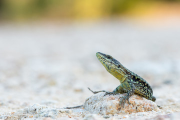 The common wall lizard - Podarcis muralis