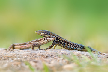 The common wall lizard - Podarcis muralis © Marek R. Swadzba