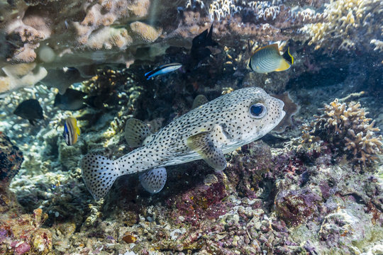 Porcupinefish (Diodon hystrix) on house reef at Sebayur Island, Komodo Island National Park, Indonesia