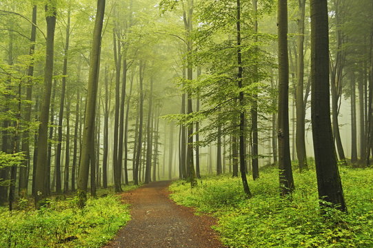 Fototapeta Morning fog in forest near Bad Marienberg, Westerwald, Rhineland-Palatinate, Germany 