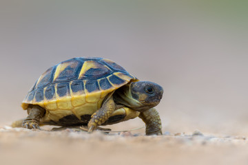 Hermann's tortoise