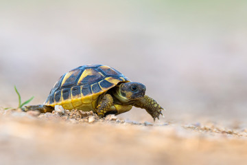 Fototapeta premium Hermann's tortoise