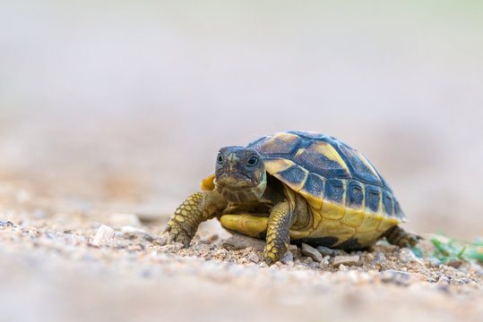 Hermann's tortoise