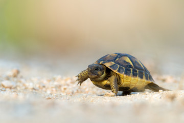 Hermann's tortoise