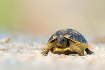 Naklejka premium Hermann's tortoise