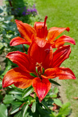 Red lily flowers in the garden.