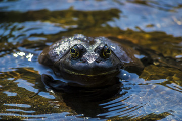 Large frog keeping cool in the water