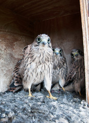 28 Tage alte Turmfalkenjungvögel warten im Nistkasten auf Futter