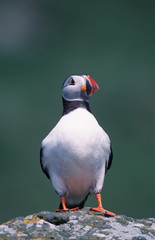 Puffin on the arctic cliff
