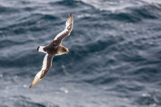 Adult Antarctic petrel (Thalassoica antarctica) in flight in the Drake Passage, Antarctica