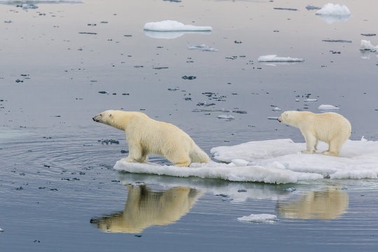 Mother polar bear with second year cub (Ursus maritimus) on ice in Olgastretet off Barentsoya, Svalbard