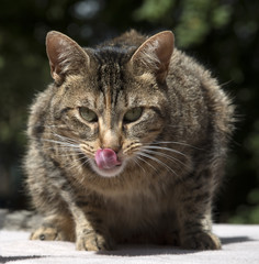 Portrait of a domestic car with tongue out Licking her lips