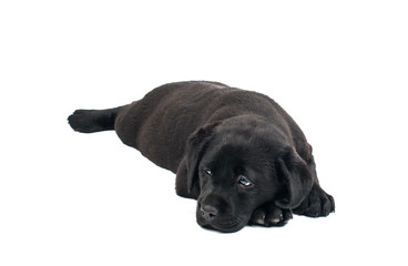 Black Labrador