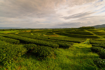 Tea plantation landscape