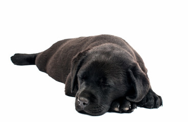 Black Labrador