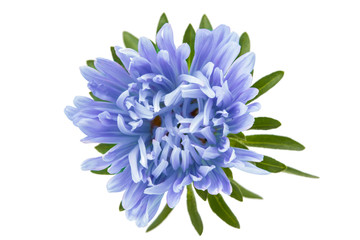 Obraz premium aster flower