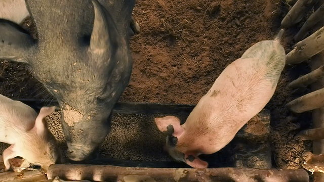 Pig feeding food in pigsty.
