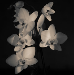 Obrazy na Szkle  kwiaty orchidei
