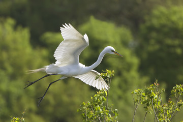 Great Egret in Flight at Breeding Colony