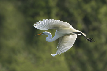 Great Egret in Flight at Breeding Colony