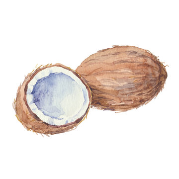 Coconut  isolated on a white background.Vector, watercolor.