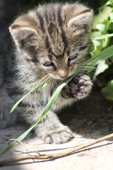 Kätzchen
