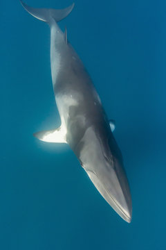 Adult dwarf minke whale (Balaenoptera acutorostrata), near the south end of Ribbon 9 Reef, Great Barrier Reef, Queensland