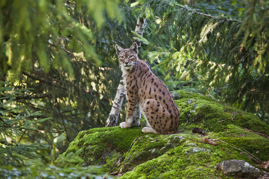 A lynx in the Bavarian National Park, Bavaria, Germany