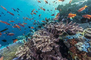 A profusion of coral and reef fish on Batu Bolong, Komodo Island National Park, Indonesia