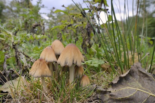 Shining inkcap (Mica inkcap) (Coprinellus) (Coprinus micaceus) clump growing  in a woodland clearing, Gloucestershire Wildlife Trust Lower Woods nature reserve, Gloucestershire