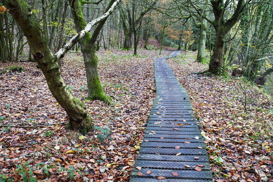 Duckboards near Scotton Bridge in Nidd Gorge Woods near Knaresborough, North Yorkshire, Yorkshire 