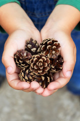 Pine cones and tag. Space for text