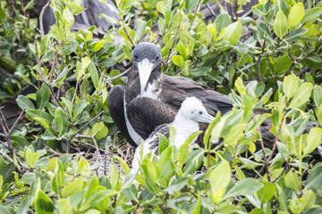 Mother and chick frigate bird resting on mangrove away from the dangers of the sky, Frigate Bird Sanctuary, Barbuda, Antigua and Barbuda, Leeward Islands