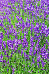 Obraz premium Lavendelblüten