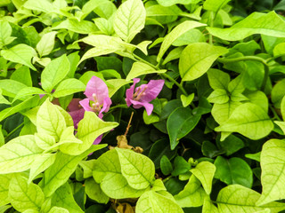 Close up to the nature