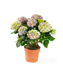 Peel and stick wall murals Hydrangea hydrangea isolated on white