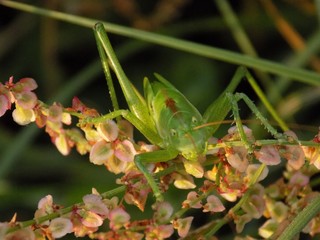 Grasshopper on flowering plant